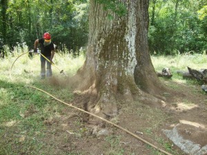 restoration trees singulares_doctorarbol 5