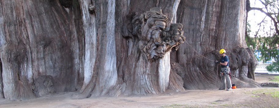 restoration trees singulares_doctorarbol 18