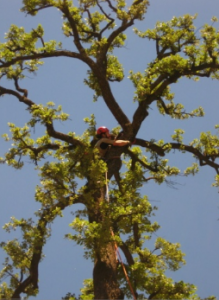 restoration trees singulares_doctorarbol