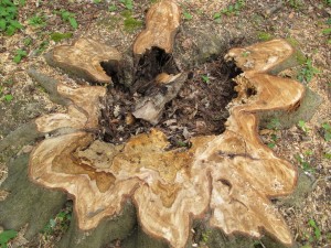 Course wood destroying fungi