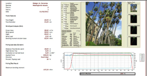 Results of tensile Test performed in a population of singular Washingtonia (palms of the Malaga's customs building)
