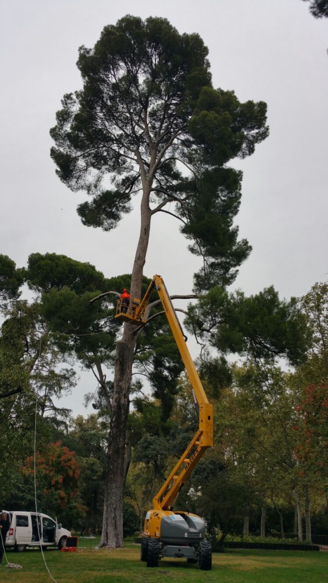 evaluación de riesgo de caída arbolado – Doctorarbol